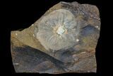 Fossil Winged Walnut (Juglandaceae) Fruit - North Dakota #96815-1